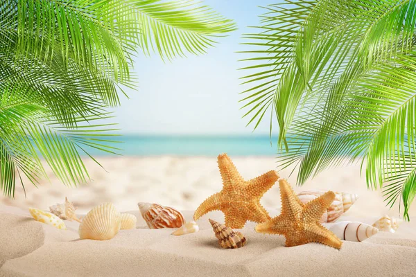 Kumsalda güzel deniz yıldızları ve deniz kabukları 