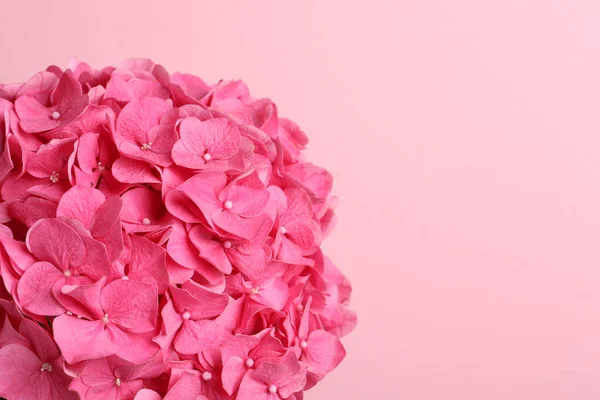 Belas Flores Hortensia Brilhantes Fundo Rosa Close Espaço Para Texto — Fotografia de Stock