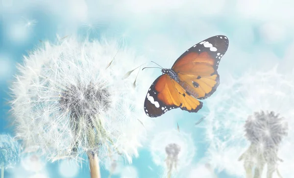 Gyönyörű Pillangó Finom Bolyhos Pitypang Napsütéses Napon — Stock Fotó