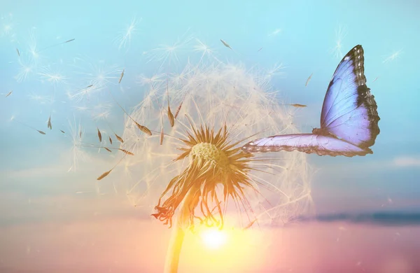 Красивая Бабочка Нежный Пушистый Одуванчик Закате — стоковое фото