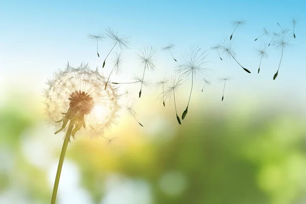 Hermoso Diente León Esponjoso Semillas Voladoras Aire Libre Día Soleado — Foto de Stock