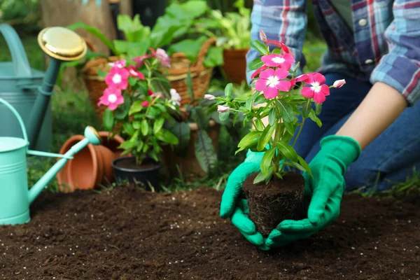 Mujer Sosteniendo Hermosa Flor Vinca Rosa Sobre Suelo Jardín Primer — Foto de Stock