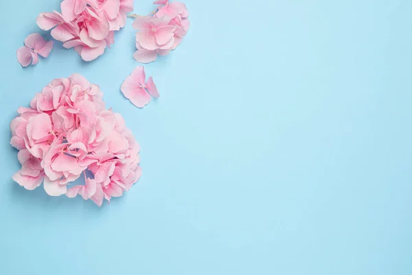 Красиві Квіти Гортензії Світло Блакитному Тлі Плоска Лежа Простір Тексту — стокове фото