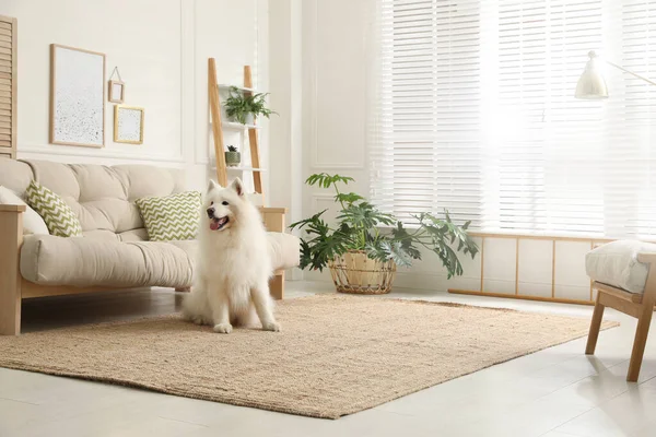 Bedårande Samojerad Hund Modernt Vardagsrum — Stockfoto