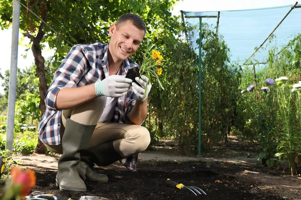 Man Planting Flowers Outdoors Sunny Day Gardening Time Stock Photo