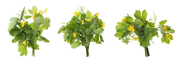 Celandine Växter Med Gula Blommor Och Gröna Blad Vit Bakgrund — Stockfoto
