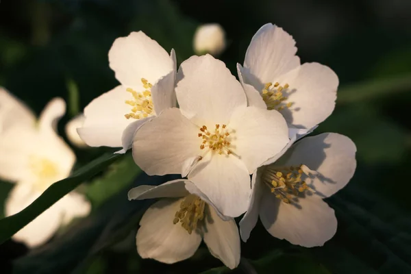 Güzel Beyaz Yasemin Bahçesinin Yakın Görüntüsü Açık Hava Çalısı — Stok fotoğraf