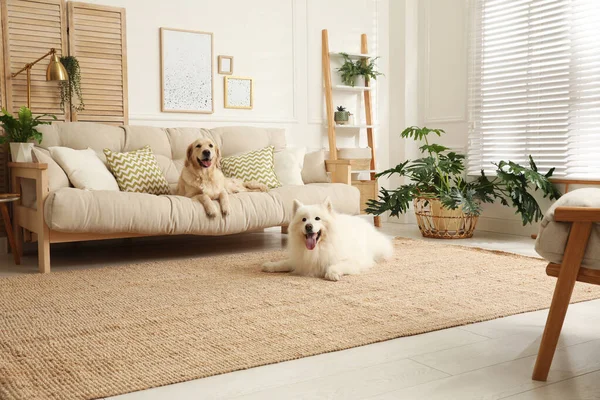 Schattige Honden Rustend Moderne Woonkamer — Stockfoto