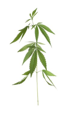 Yemyeşil kenevir bitkisi beyazda izole edilmiş