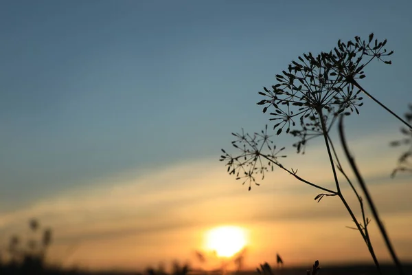 Полевые Цветы Поле Восходе Солнца Рассвете Ранним Утром Пейзаж — стоковое фото