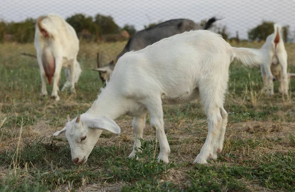 Cabra Bonito Pasto Fazenda Bebê Animal — Fotografia de Stock