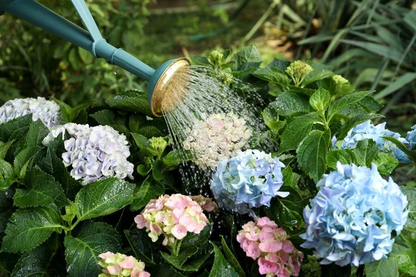 Mengairi Indah Hortensia Mekar Tanaman Taman — Stok Foto