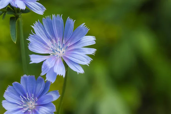 Gyönyörű Virágzó Cikóriavirág Szabadban Közelről Szöveg Helye — Stock Fotó