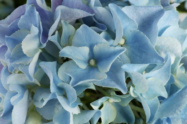 Bela Luz Azul Hortensia Flores Como Fundo Close — Fotografia de Stock