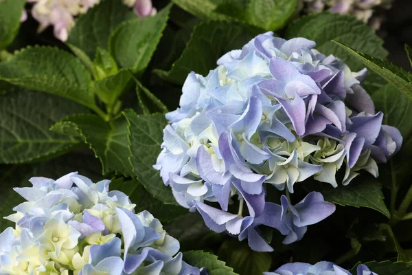 Belle Plante Hortensia Avec Des Fleurs Bleu Clair Gros Plan — Photo