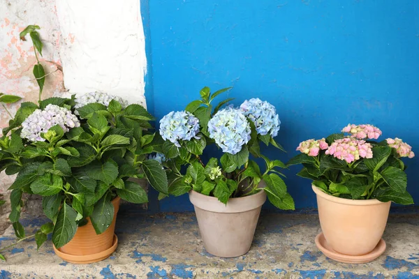 Vackra Blommande Hortensia Växter Krukor Utomhus Plats För Text — Stockfoto