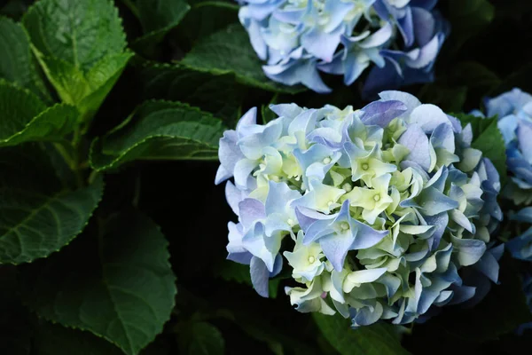 Bonita Planta Hortensia Com Flores Azuis Claras Close — Fotografia de Stock