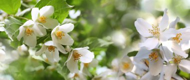 Güneşli bir günde yasemin bitkisinin güzel beyaz çiçekleri, afiş tasarımı. Bokeh etkisi 