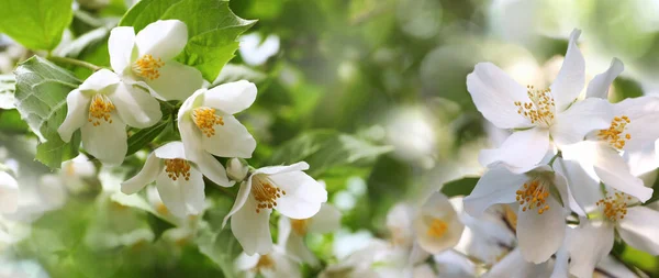 Beautiful White Flowers Jasmine Plant Outdoors Sunny Day Banner Design — Stock Photo, Image