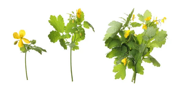 Celandine Växter Med Gula Blommor Och Gröna Blad Vit Bakgrund — Stockfoto