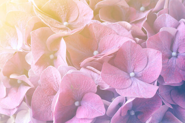 Hortensia plant with beautiful flowers, closeup. Toned in pastel colors