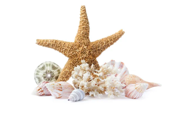 Beautiful Sea Star Coral Seashells White Background — Stock Photo, Image