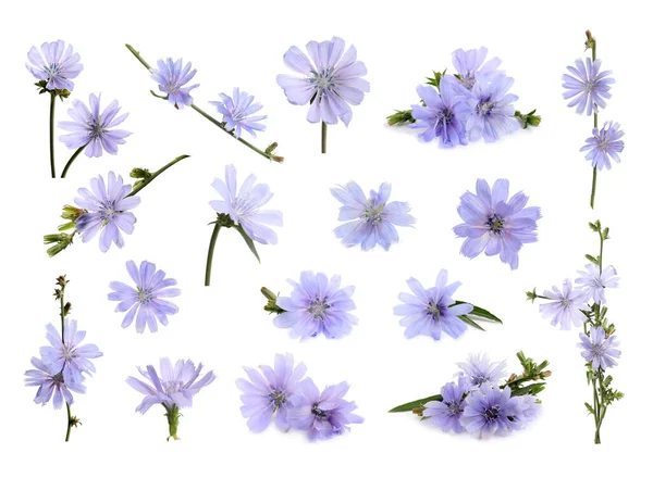 Schöne Zarte Chicorée Blüten Auf Weißem Hintergrund Collage — Stockfoto