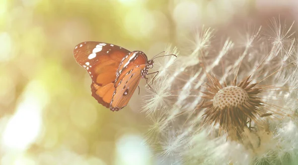 Красивая Бабочка Нежный Пушистый Одуванчик Открытом Воздухе Вид Крупным Планом — стоковое фото