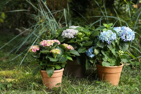 Vackra Blommande Hortensia Växter Krukor Utomhus — Stockfoto