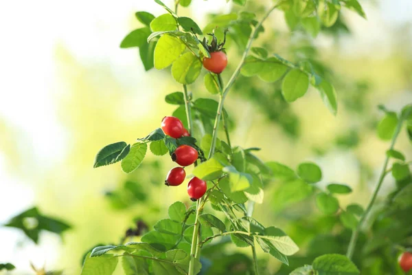 バラのヒップブッシュ 庭で熟した赤い果実 — ストック写真