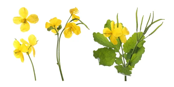 Celandine Växter Med Gula Blommor Och Gröna Blad Vit Bakgrund — Stockfoto