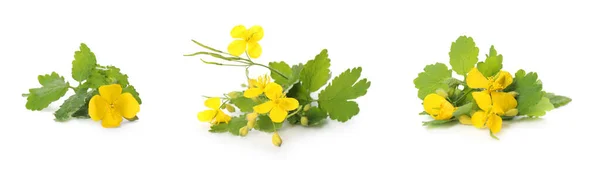 Celandine Växter Med Gula Blommor Och Gröna Blad Vit Bakgrund — Stockfoto