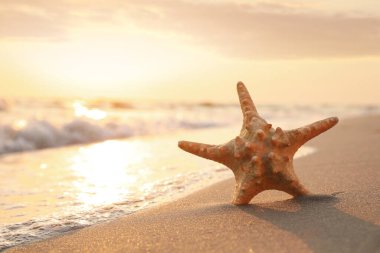 Güneşli kumda gün batımında güzel deniz yıldızı, metin için yer