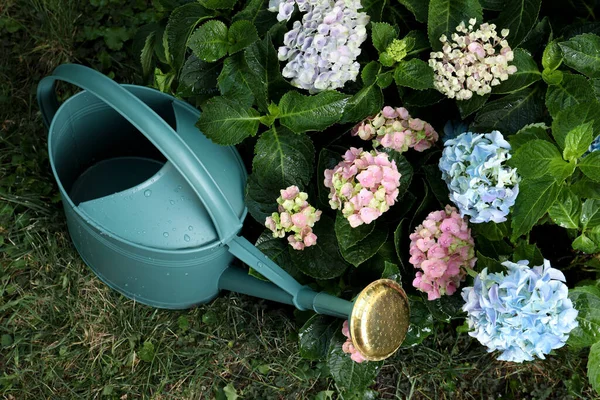 Bevattning Kan Nära Vackra Blommande Hortensia Växter Trädgården — Stockfoto
