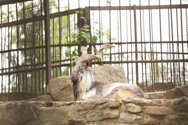 Belo Marcador Deitado Pedras Recinto Zoológico — Fotografia de Stock