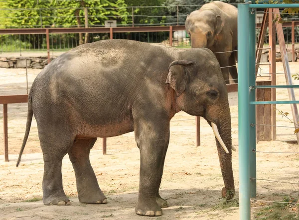 Όμορφος Ελέφαντας Στο Ζωολογικό Κήπο Εξωτικό Ζώο — Φωτογραφία Αρχείου