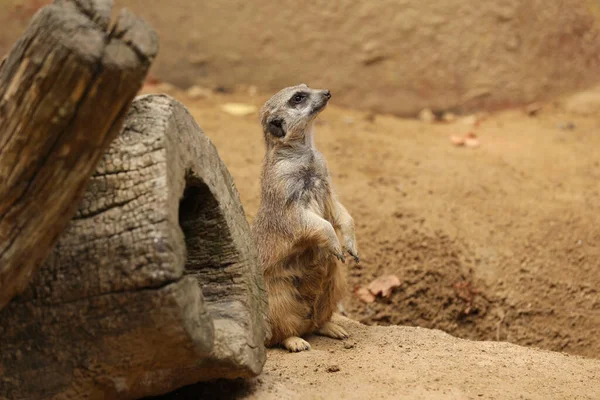 Jolie Suricate Dans Enceinte Zoo Animaux Exotiques — Photo