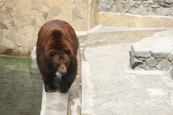 Brown Bear Enclosure Zoo Space Text Wild Animal — Stock Photo, Image