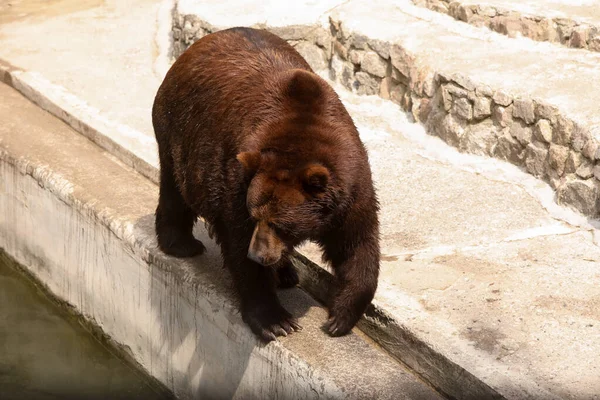 Brown Bear Enclosure Zoo Wild Animal — Stock Photo, Image