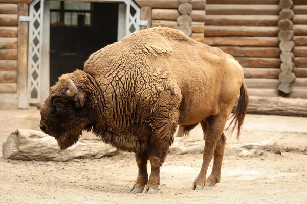 Bisonte Americano Recinto Zoológico Animais Selvagens — Fotografia de Stock