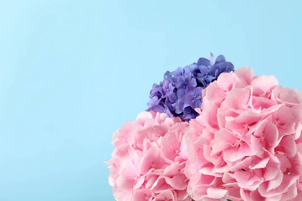 Όμορφα Φωτεινά Hortensia Λουλούδια Γαλάζιο Φόντο Κοντινό Πλάνο Χώρος Για — Φωτογραφία Αρχείου