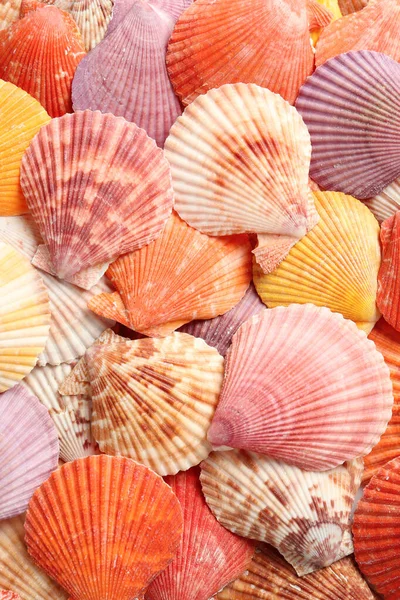 Top View Beautiful Color Seashells Background — Stock Photo, Image