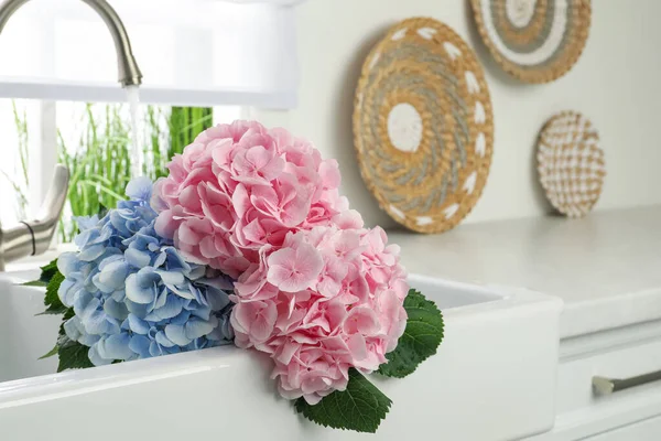 Krásné Světle Modré Růžové Hortensia Květiny Kuchyňském Dřezu — Stock fotografie
