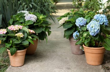 Beautiful blooming hortensia plants in pots outdoors clipart