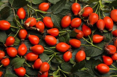 Yeşil yapraklar üzerinde olgun gül kalçası meyveleri, üst manzara.