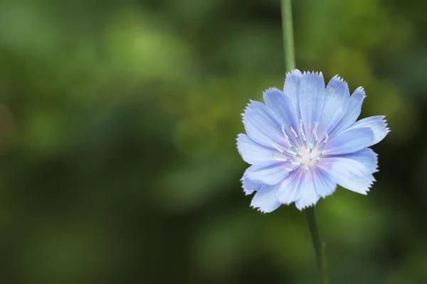 Gyönyörű Virágzó Cikóriavirág Szabadban Közelről Szöveg Helye — Stock Fotó