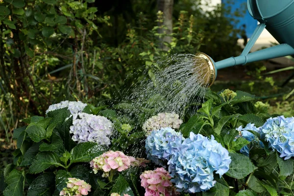 Mengairi Indah Hortensia Mekar Tanaman Taman — Stok Foto