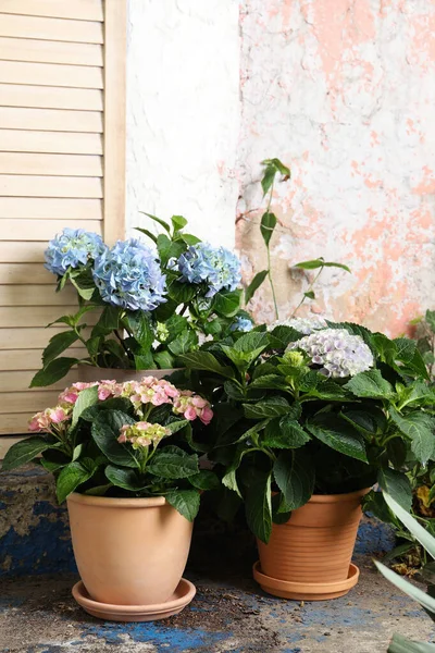 Vackra Blommande Hortensia Växter Krukor Utomhus Plats För Text — Stockfoto