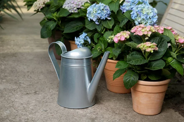 Bevattning Burk Och Vackra Blommande Hortensia Växter Krukor Utomhus — Stockfoto