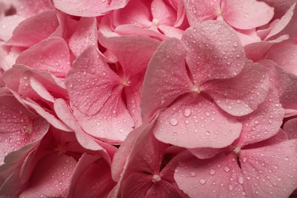 Bunga Hortensia Merah Muda Yang Indah Dengan Air Tetes Sebagai — Stok Foto
